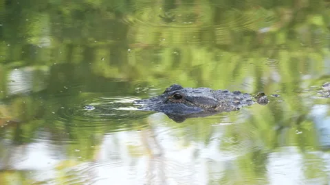The nictitating membrane of an alligator Vídeos de archivo 168982724
