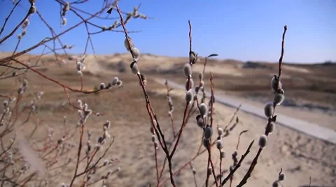 Nida. Lithuania. Willow Twig with fluffy buds swaying in the wind Stock Footage 49837325