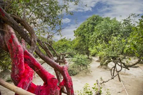 Nidhivan, Vrindavan Stock Photos