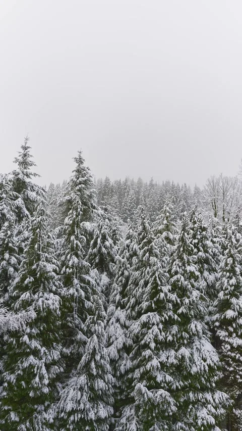 Nieve 2 Stock Footage 344958015
