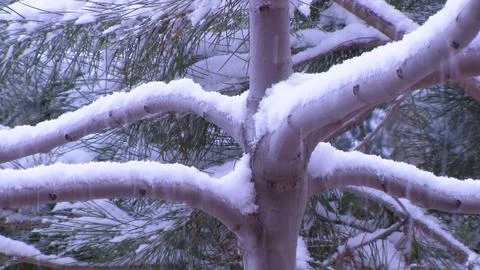 Nieve acumulada en el tronco de un Pino Stock Photos