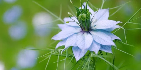 Nigella damascena Stock Footage 109170099