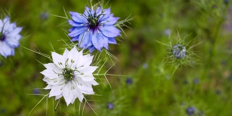 Nigella damascena Stock Footage 109173225
