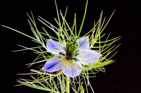 Nigella Damascena Stock Photos