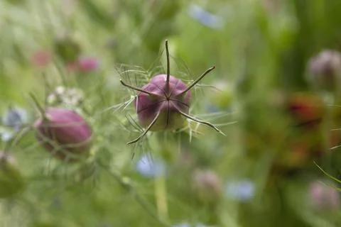 Nigella damascena see capsules Stock Photos