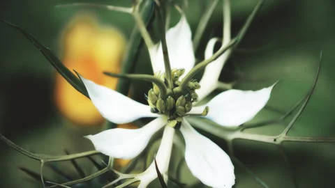 Nigella flower abstract color processing look close up background stock foota Stock Footage 344708885