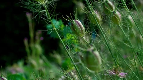 Nigella Stockbeeldmateriaal 313282474