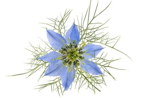 Nigella isolated Stock Photos