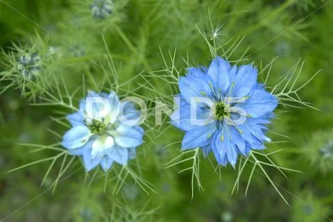 Nigella Stock Photos