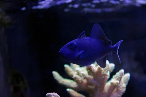 Niger Triggerfish (Odonus niger) Foto stock