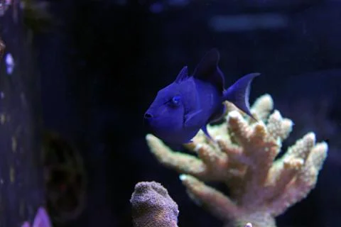 Niger Triggerfish (Odonus niger) Fotos Stock