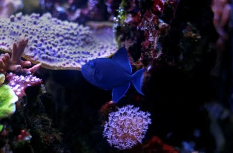 Niger Triggerfish (Odonus niger) Photos