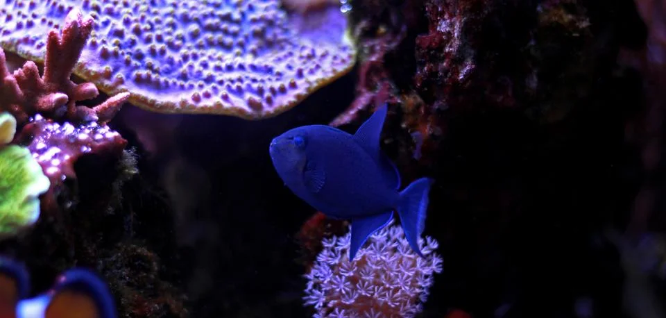 Niger Triggerfish (Odonus niger) Stockfoto's