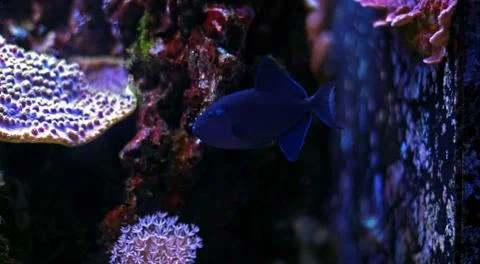 Niger Triggerfish (Odonus niger) Fotos de archivo