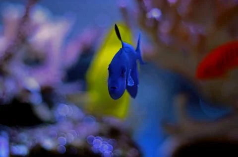 Niger Triggerfish (Odonus niger) Foto stock