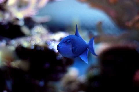 Niger Triggerfish (Odonus niger) Stock Photos