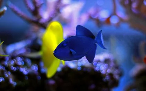 Niger Triggerfish (Odonus niger) Stock Photos