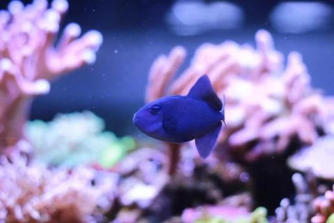 Niger Triggerfish (Odonus niger) Stock Photos