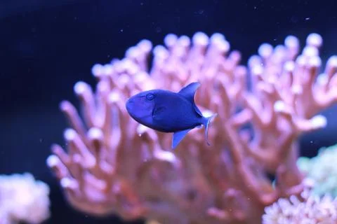 Niger Triggerfish (Odonus niger) Fotos Stock