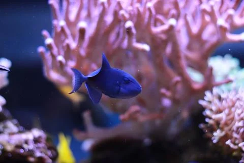 Niger Triggerfish (Odonus niger) 库存照片