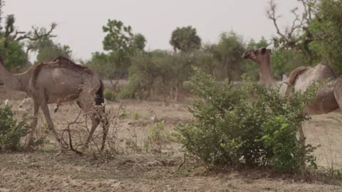 Nigerian camels Stock Footage 346307270