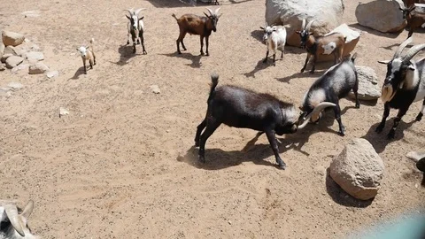 Nigerian Dwarf Goats Fighting Видео 74890815