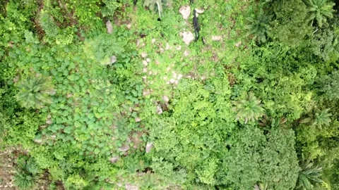Nigerian Rain forest Stock-Footage 188546471