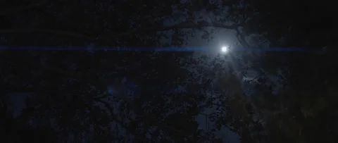 Night Anamorphic Full Moon Cinematic Shining Through Forest Trees Stock Footage 165431532