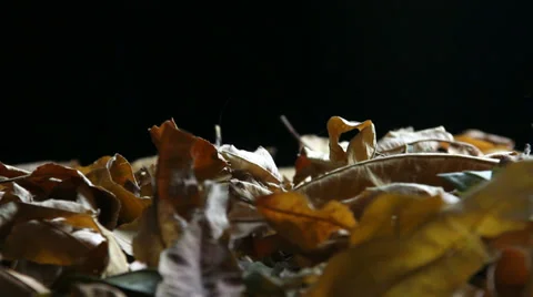 Night and tree leaves falling Stock Footage 35765652