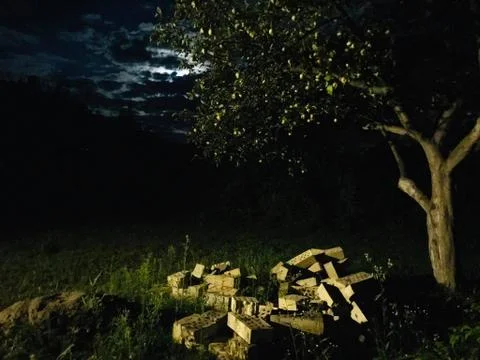 Night apple tree Stock Photos