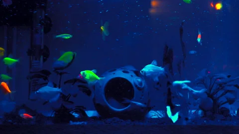 Night aquarium Stock Footage 202087605
