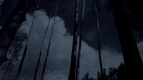 Night Aspens Stock Footage 248497728