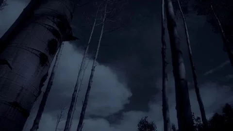 Night Aspens Stock Footage 248497729