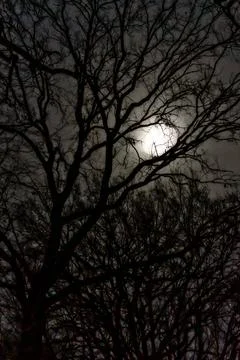 Night atmosphere against the background of a tree and the moon Stock Photos
