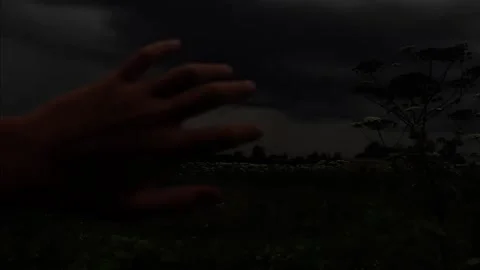 Night atmosphere on the edge of the forest Stock Footage 316805422