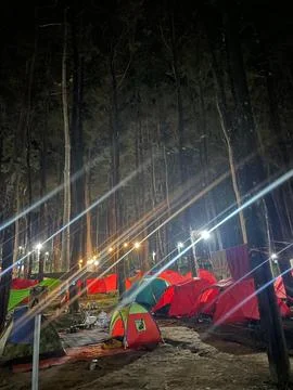 Night Atmosphere in Pine Forest Fotos de archivo