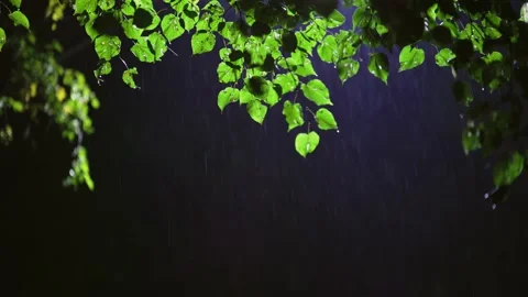 Night backlit rain with green linden tree leaves on top of picture Stock Footage 162554082