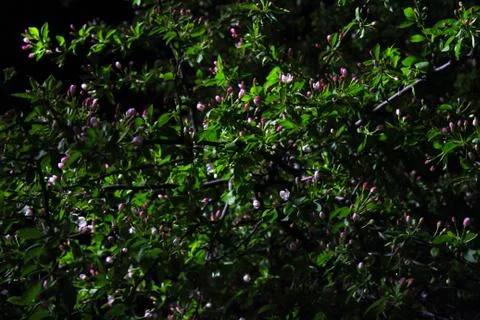 Night Bloom Stock Photos