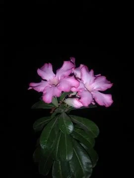 Night Blooming Beauty Foto stock