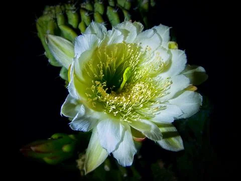 Night Blooming Cactus Stock Photos