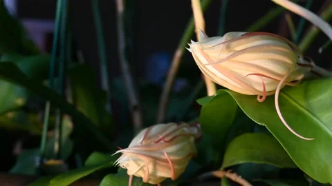 Night blooming cereus in bloom Stock Footage 138675529