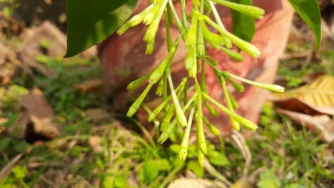 Night blooming jasmine flower. Видео 296371755