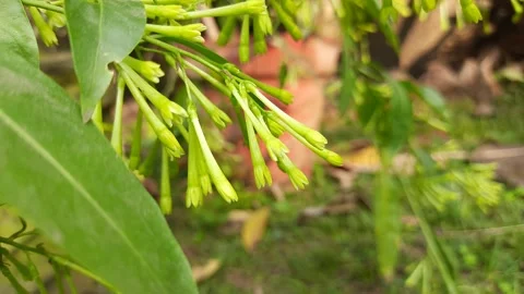 Night blooming jasmine flower. 스톡 동영상 296371927