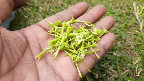 Night blooming jasmine flower. Stockbeeldmateriaal 296372248