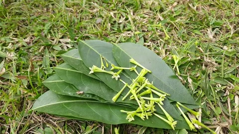 Night blooming jasmine flower. 스톡 동영상 296372293