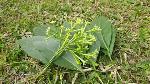 Night blooming jasmine flower. Видео 296372588