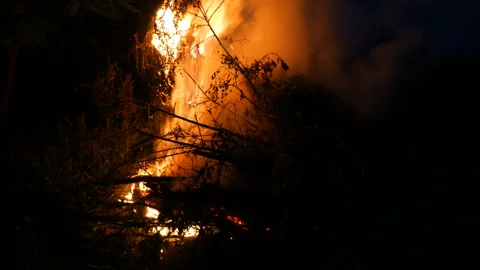 Night bonfire from various tree branches. Wildfire Stock Footage 252754429
