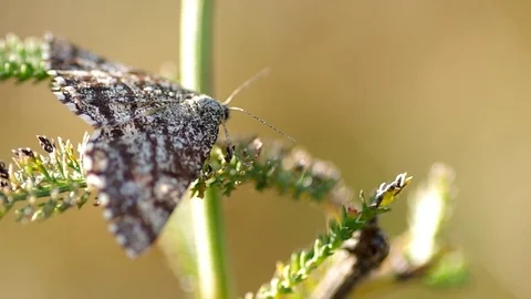 Night butterfly Stock Footage 80126337
