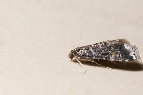 Night butterfly (Moth) Stock Photos