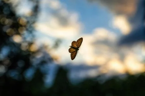 Night butterfly on a windowpane Stock Photos